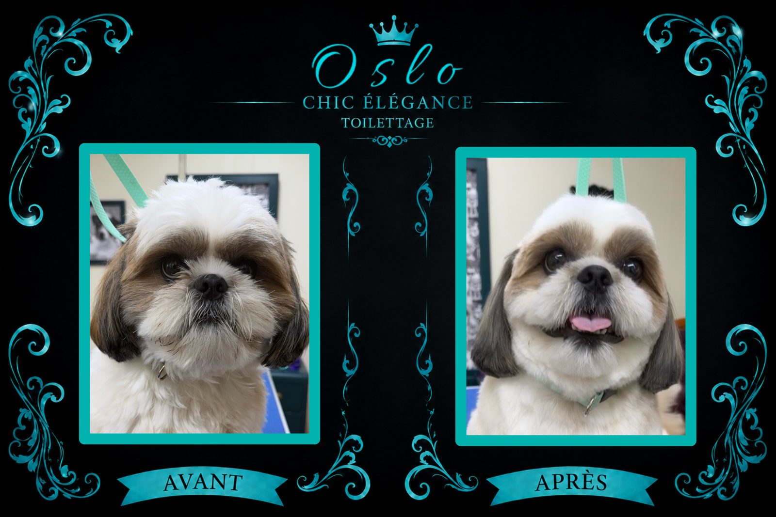 Avant/après toilettage d'Oslo, Shih Tzu, par Chic Élégance Toilettage à Québec