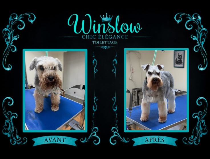 Avant/après toilettage de Winslow, Schnauzer, par Chic Élégance Toilettage à Québec