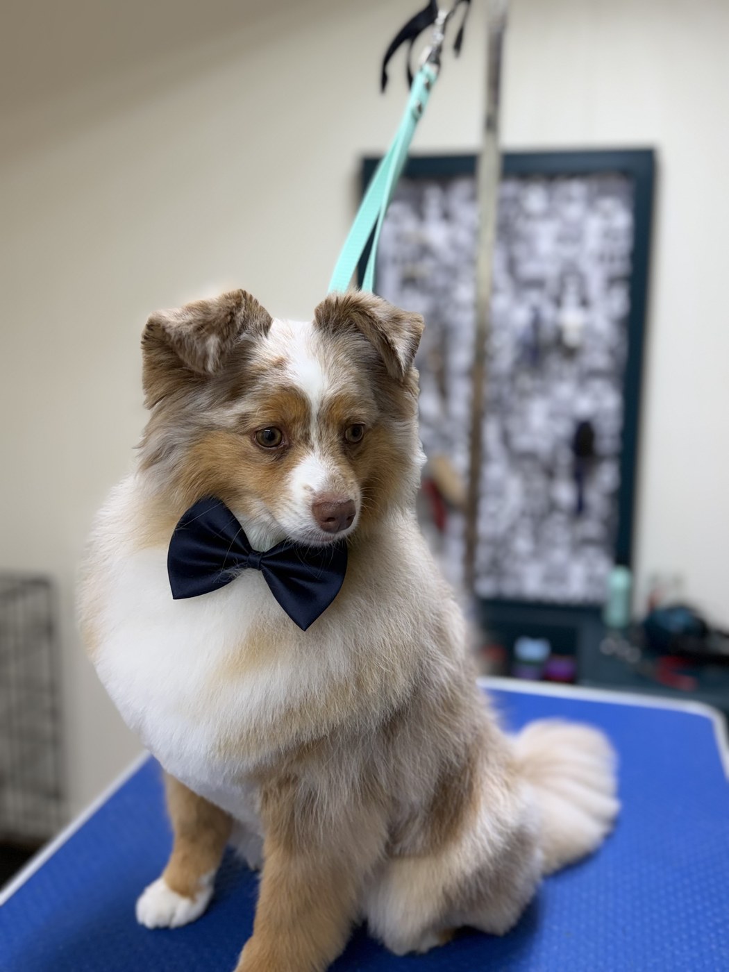 Toilettage de Berger Australien avec nœud papillon, Chic Élégance Toilettage Québec