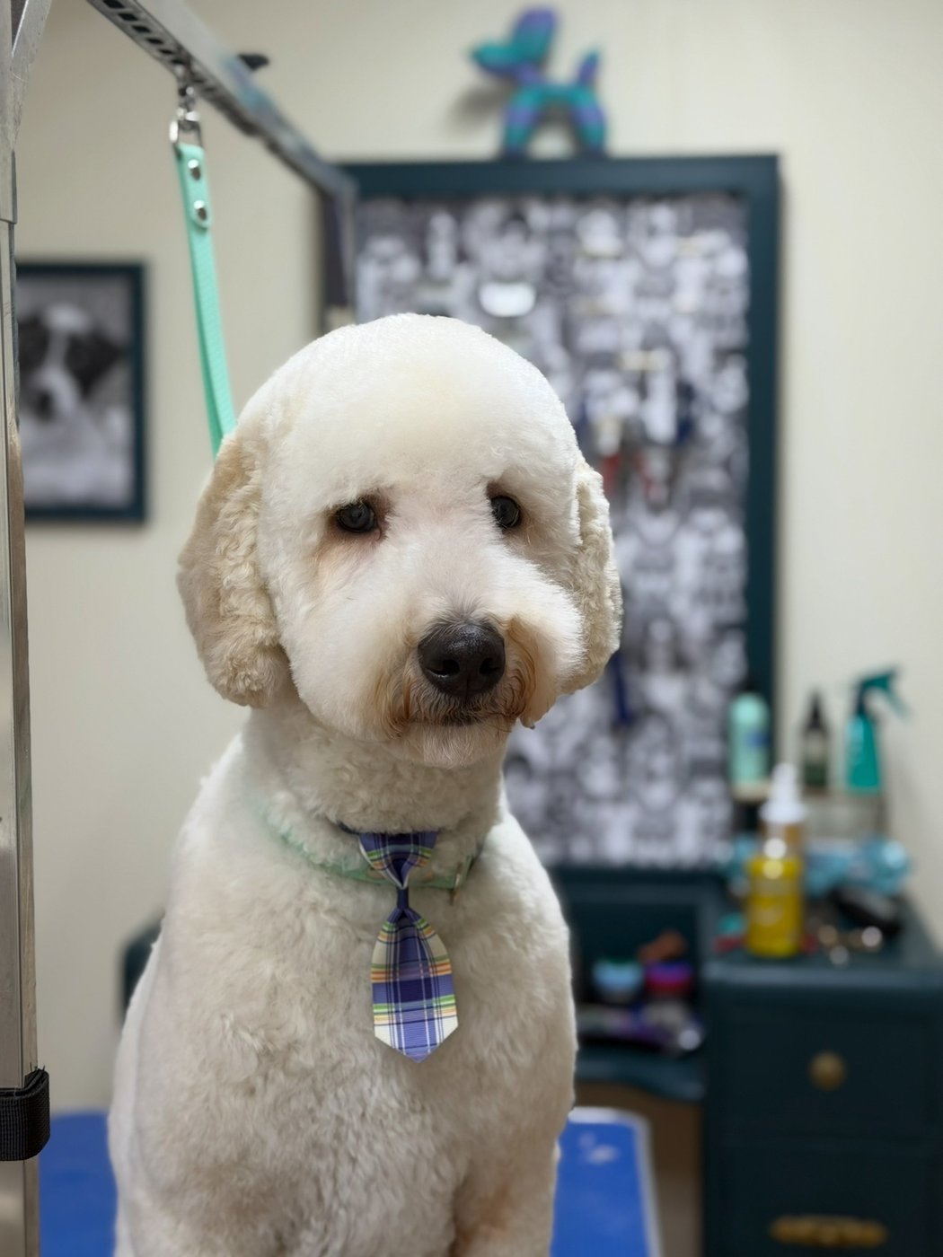Toilettage de Goldendoodle avec cravate, salon Chic Élégance Toilettage Québec
