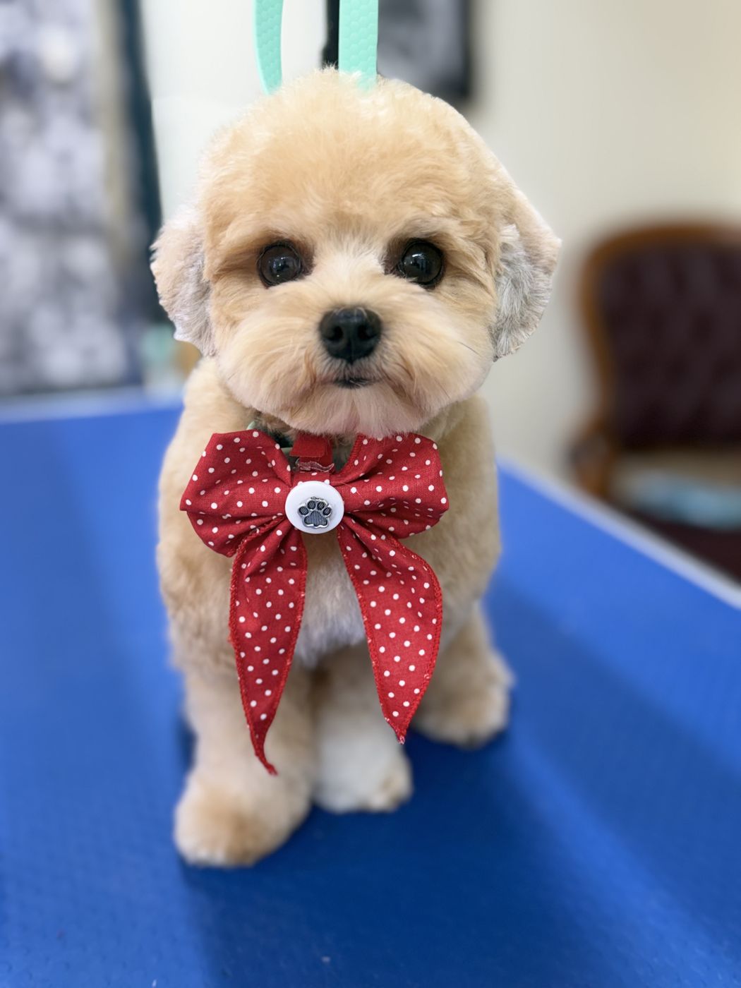 Toilettage de bichon-poodle avec nœud à pois, Chic Élégance Toilettage Québec