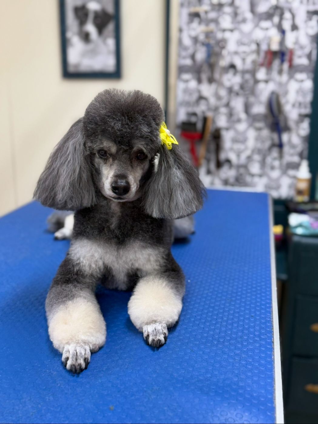 Toilettage de caniche gris avec nœud, Chic Élégance Toilettage à Québec