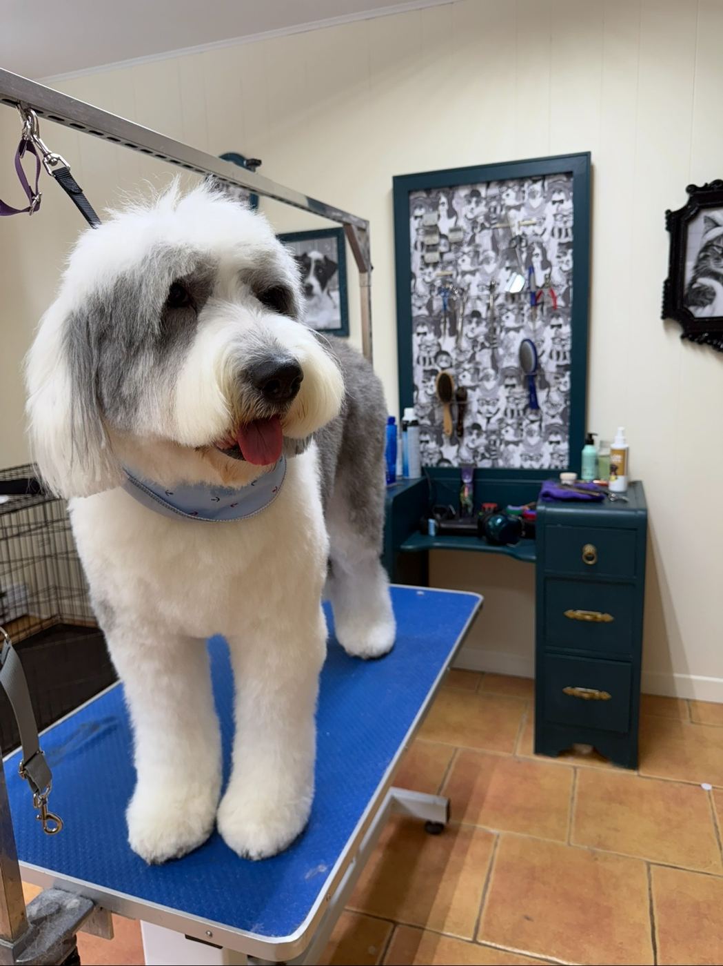 Toilettage de Bobtail (Old English Sheepdog) chez Chic Élégance Toilettage Québec