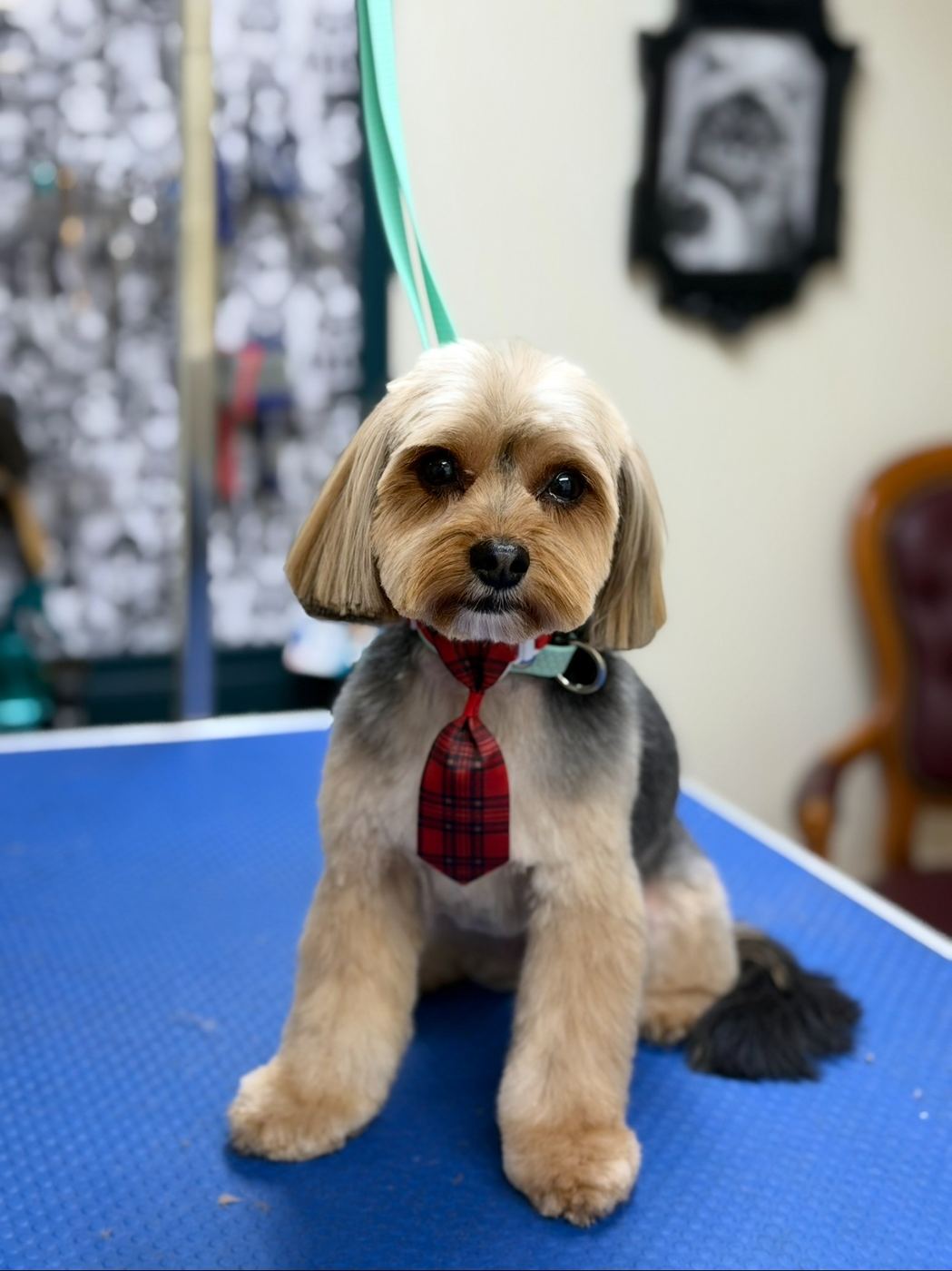 Toilettage de Yorkshire Terrier avec cravate, salon Chic Élégance Toilettage Québec